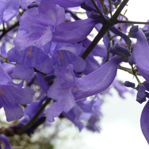 Jacaranda mimosifolia Çiçek