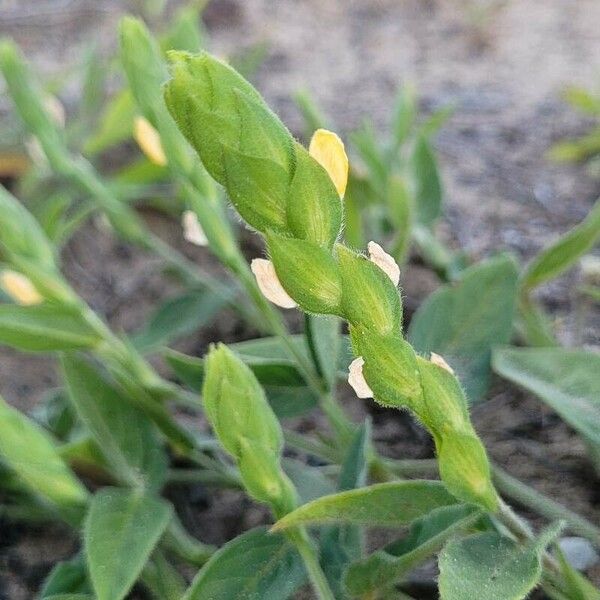 Zornia reticulata Flower