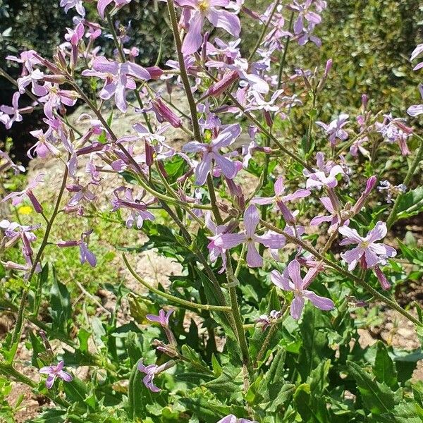 Hesperis laciniata Fiore