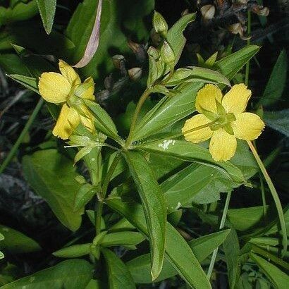 Lysimachia lanceolata অভ্যাস