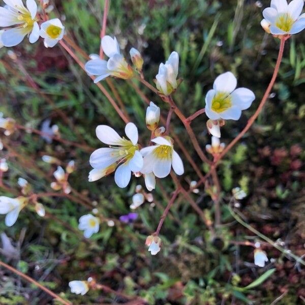 Saxifraga granulata 花