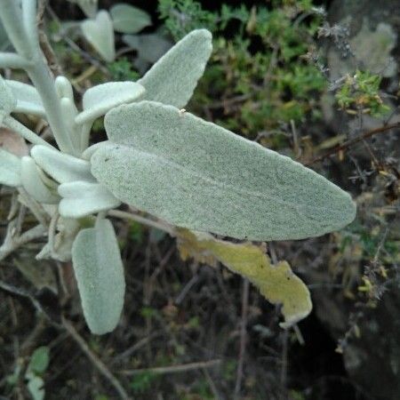 Sideritis canariensis Leaf