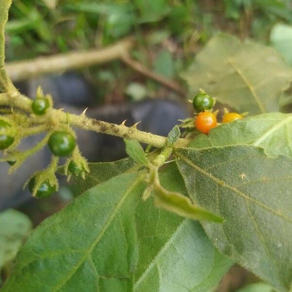 Solanum lanceifolium Frugt