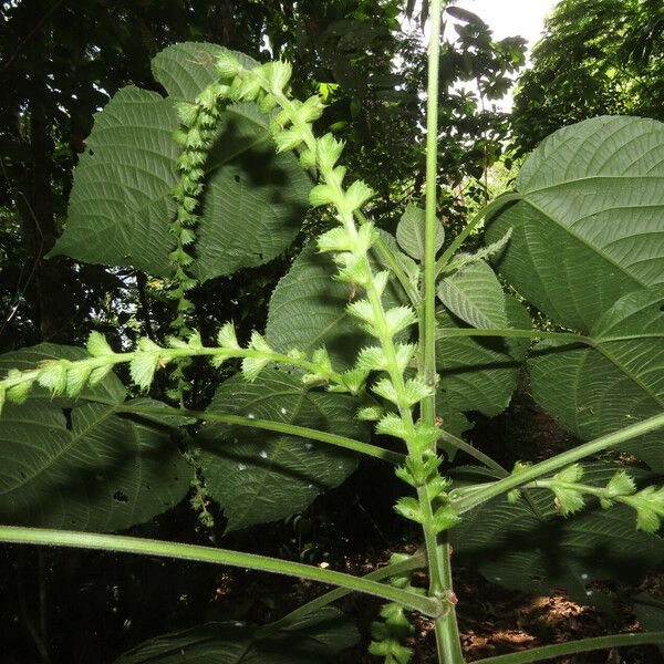 Acalypha macrostachya Folha