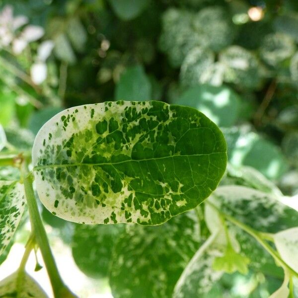 Breynia disticha Leaf