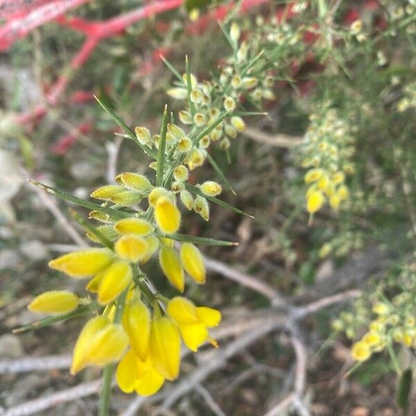 Ulex parviflorus List