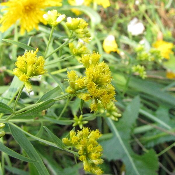 Euthamia graminifolia Flower