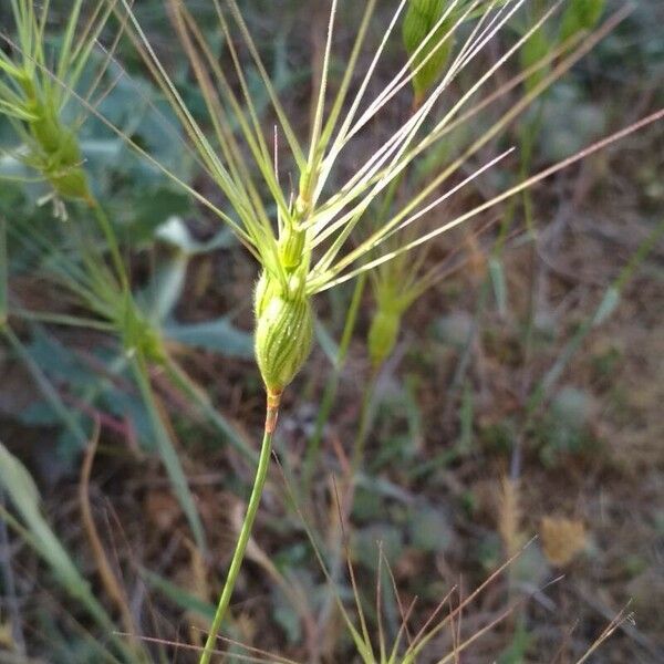 Aegilops neglecta Frukt