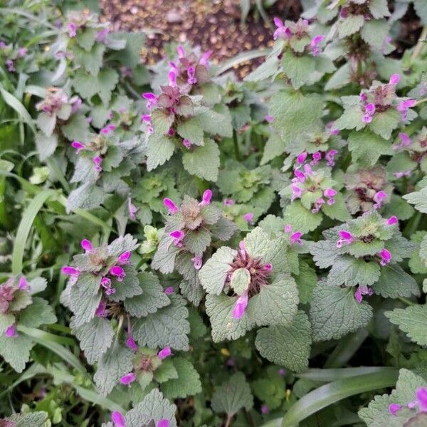 Lamium hybridum অভ্যাস