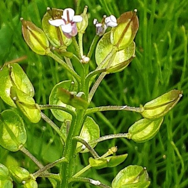 Iberis amara Fruit