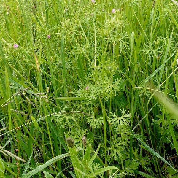 Geranium dissectum ശീലം