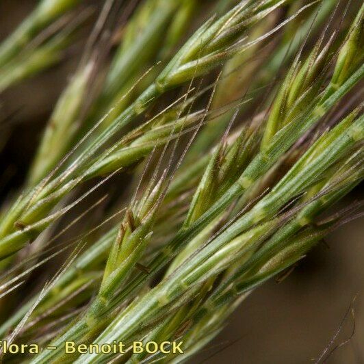 Festuca maritima ഫലം