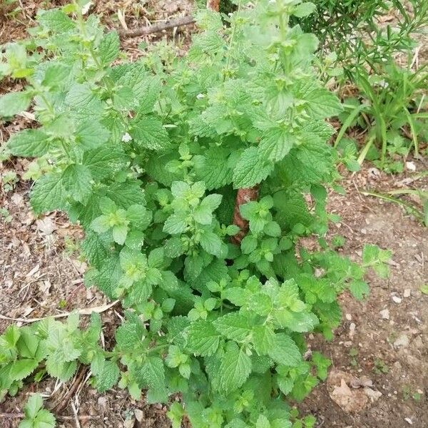 Melissa officinalis Leaf