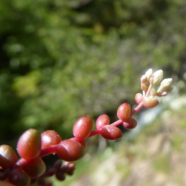 Sedum brevifolium Feuille