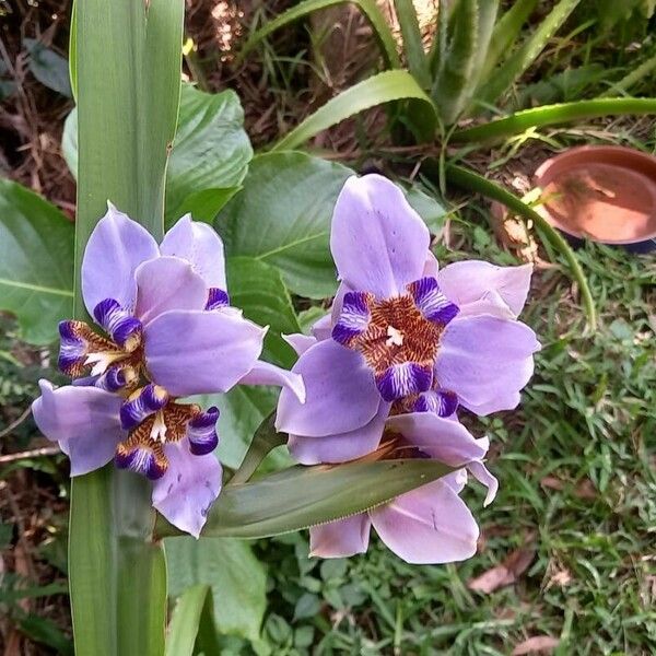 Trimezia gracilis Flor