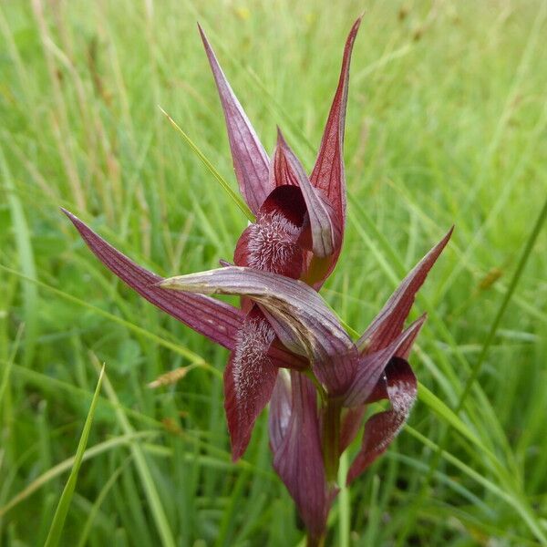 Serapias vomeracea Lorea