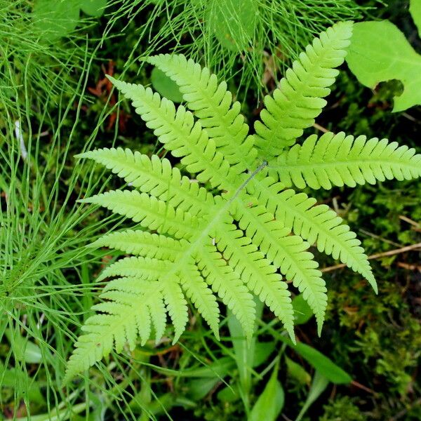 Phegopteris connectilis Blatt