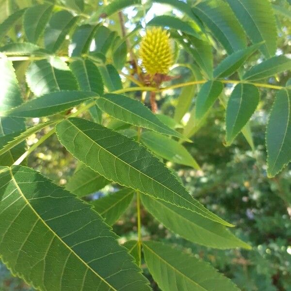 Platycarya strobilacea Frukt