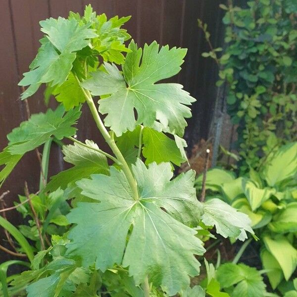 Ribes aureum Leaf