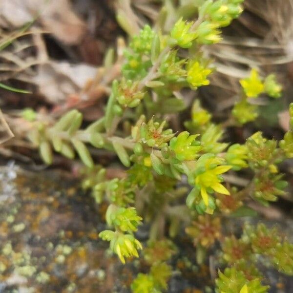 Sedum annuum Virág