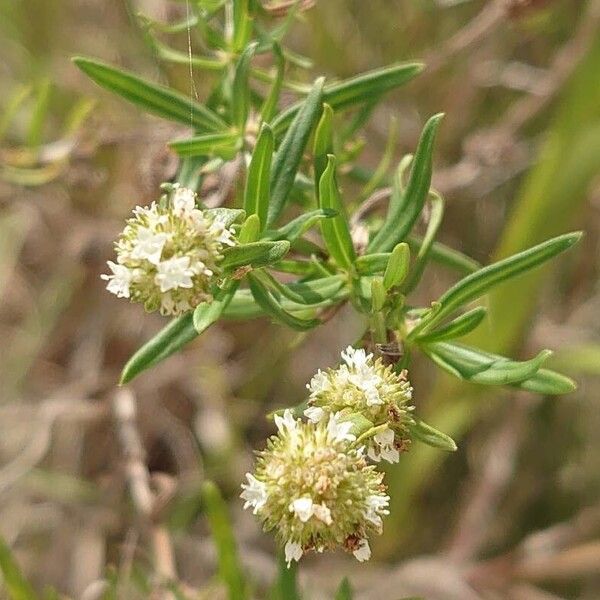 Spermacoce verticillata 花