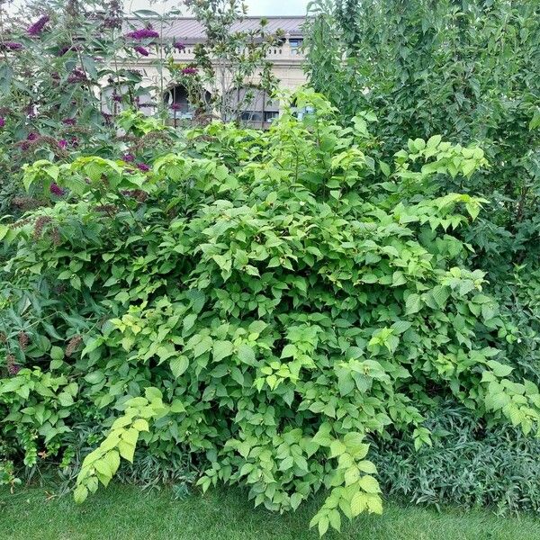 Rhodotypos scandens Habit