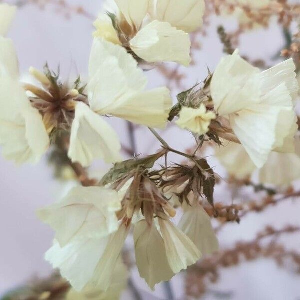 Limonium sinuatum Цвят