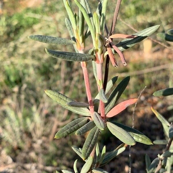 Helianthemum syriacum Lapas