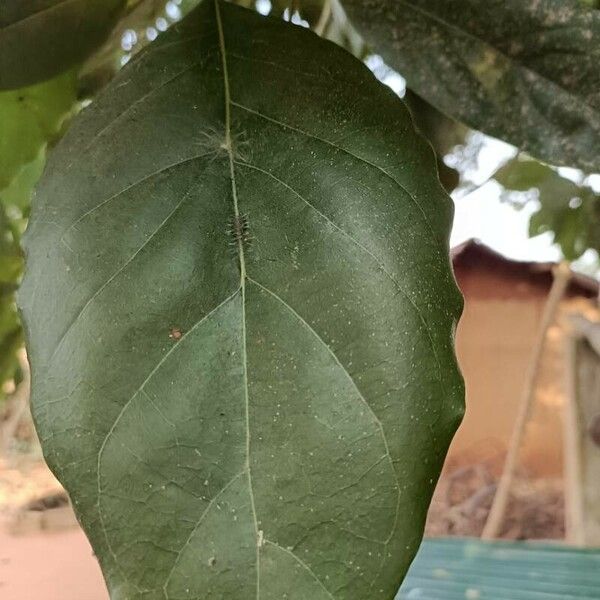 Persea americana Leaf