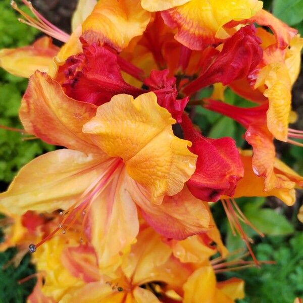 Rhododendron calendulaceum Flower