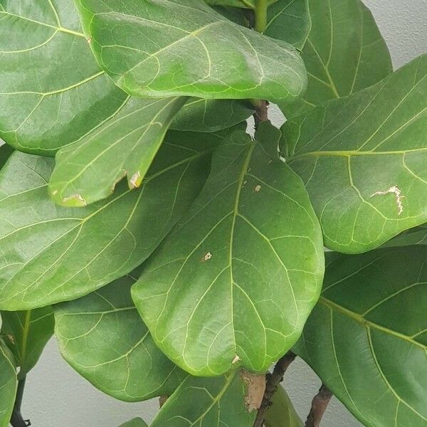 Ficus lyrata Leaf