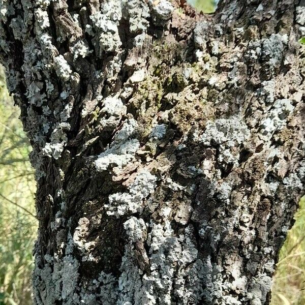 Prosopis caldenia 樹皮