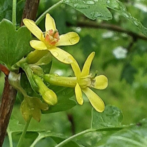 Ribes aureum Цветок