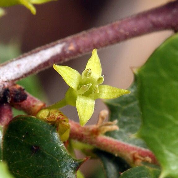 Rhamnus crocea Lorea