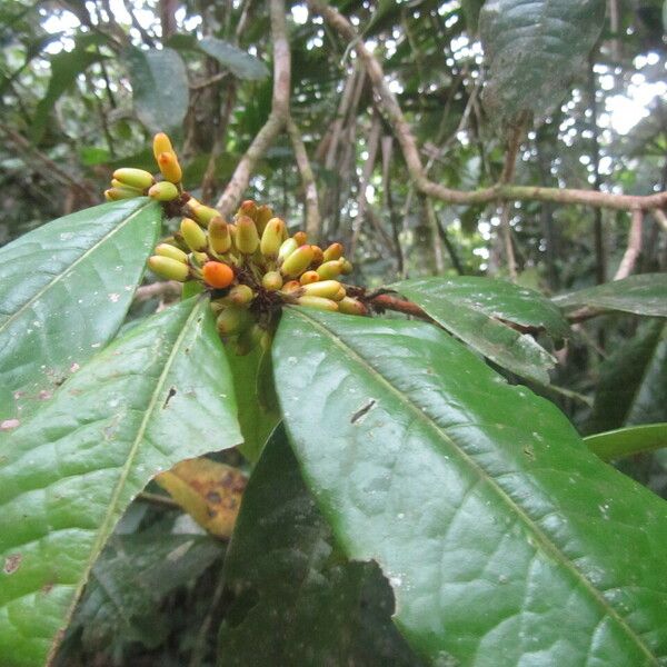 Erythroxylum macrophyllum Deilen