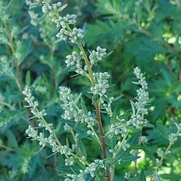 Artemisia vulgaris Žiedas