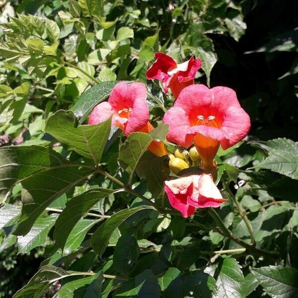 Campsis radicans Sonstige