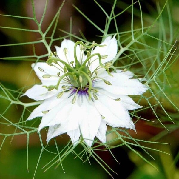 Nigella damascena Flower