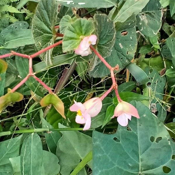 Begonia fischeri Flor