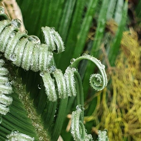 Encephalartos tegulaneus Листок