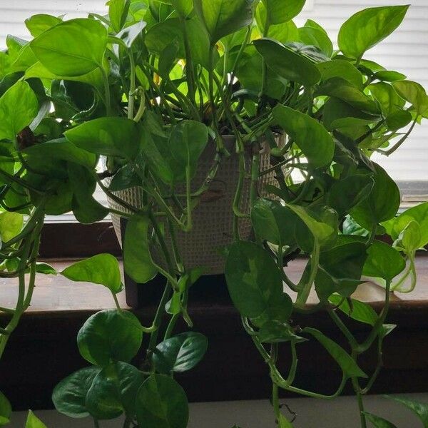 Epipremnum aureum Alkat (teljes növény)