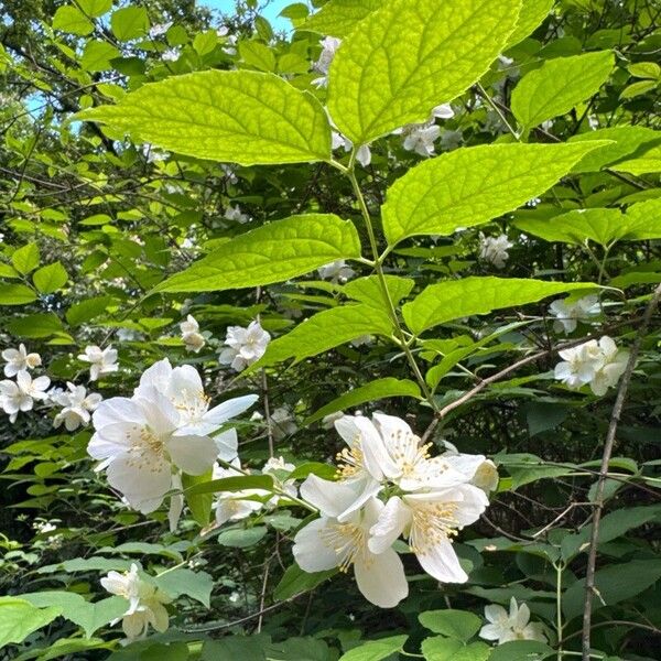 Philadelphus pubescens Kukka