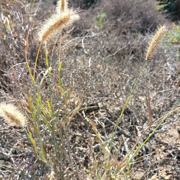 Cenchrus ciliaris Habit