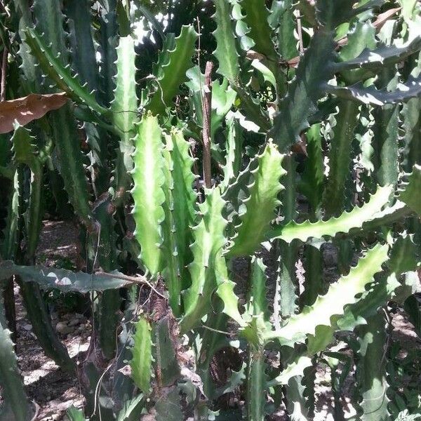 Euphorbia triangularis Lapas