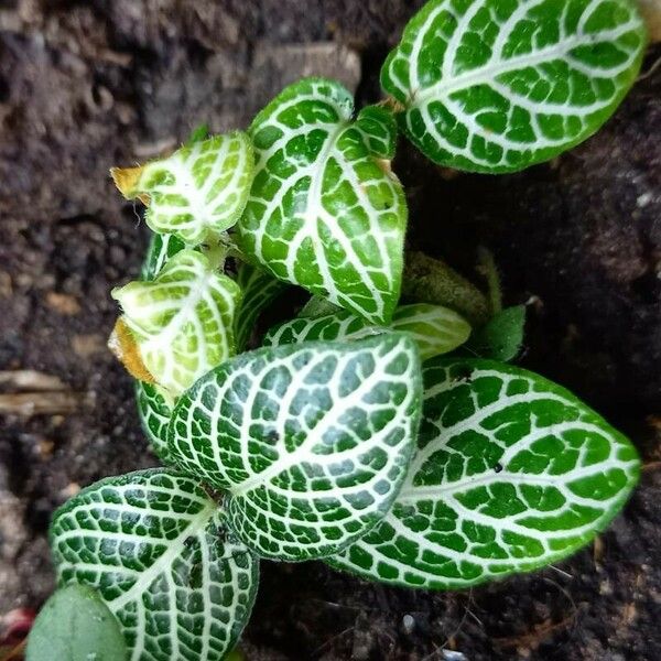 Fittonia albivenis Habitus