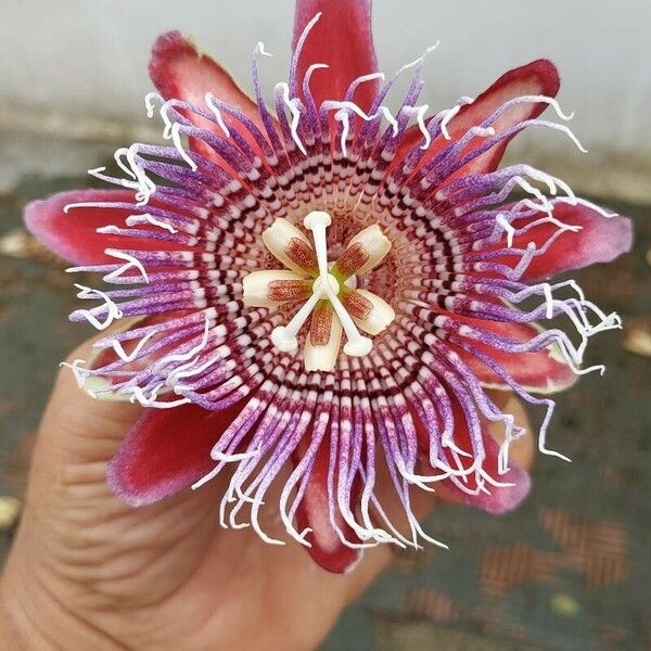 Passiflora quadrangularis Flor