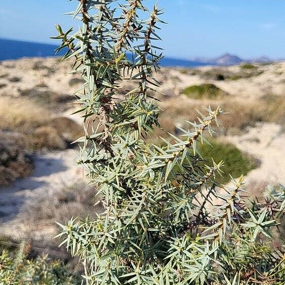 Juniperus macrocarpa Blad