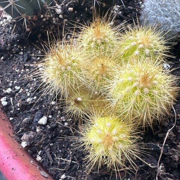 Echinocereus coccineus Frunză