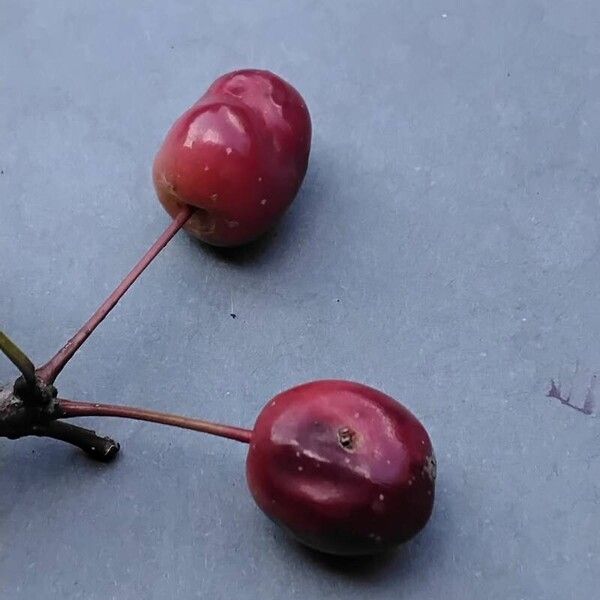 Malus hupehensis Froito