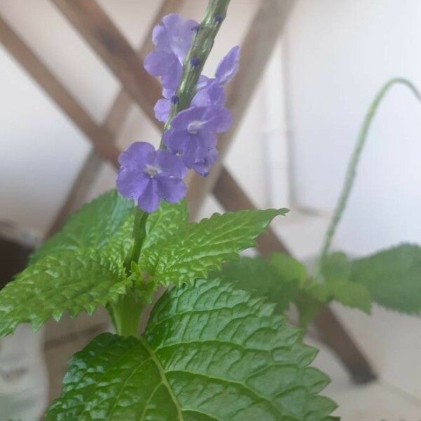 Stachytarpheta indica Blomst